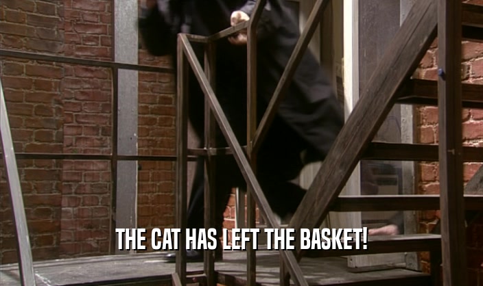 THE CAT HAS LEFT THE BASKET!  