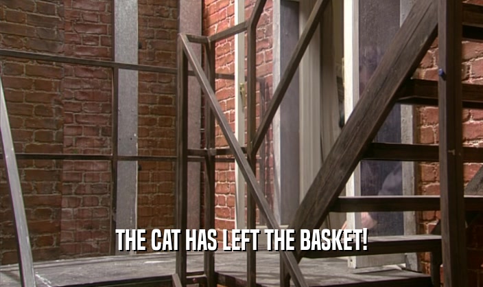 THE CAT HAS LEFT THE BASKET!
  