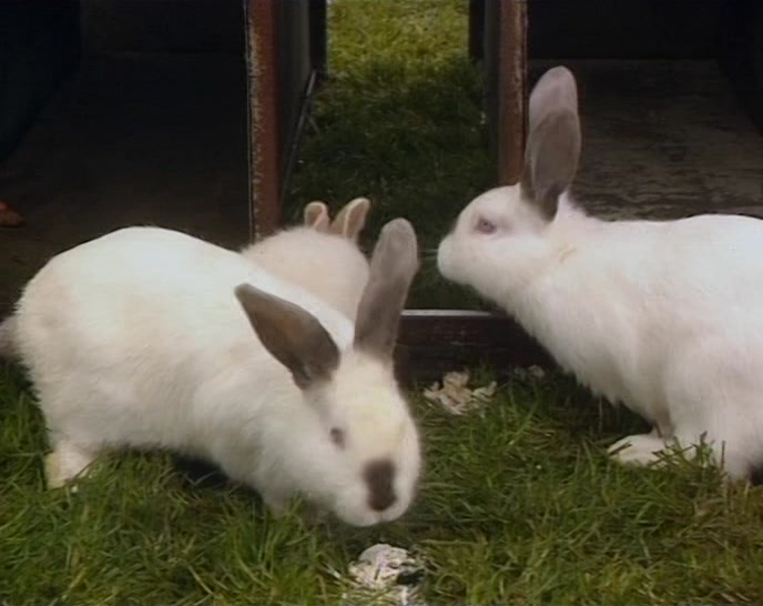COME ON, EAMONN! COME ON, EAMONN! COME ON, EAMONN! 