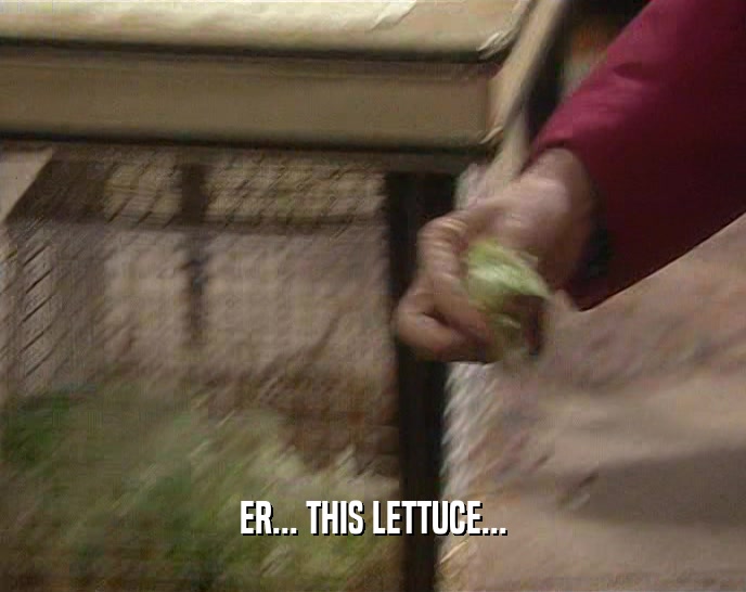 ER... THIS LETTUCE...  