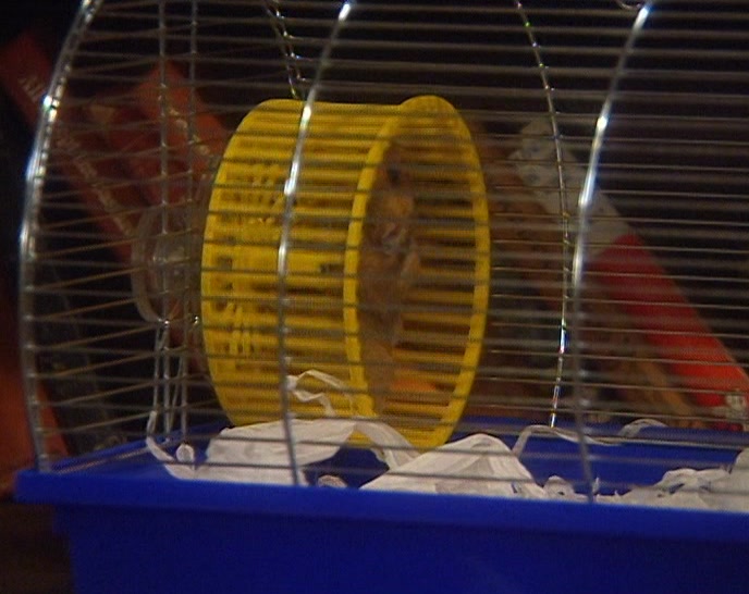 NO, HE'S HAD TO USE IT EVER SINCE HE RODE THIS INTO HIS FEED TRAY. 