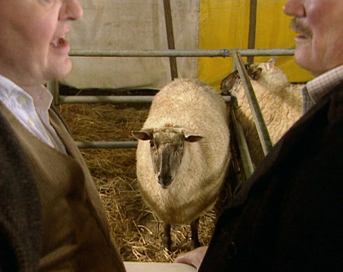 NO MAN'S SHEEP IS SAFE.  