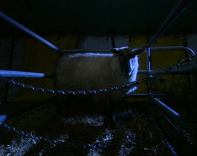 (GIANT) 'HAS IT KILLED YET?'  