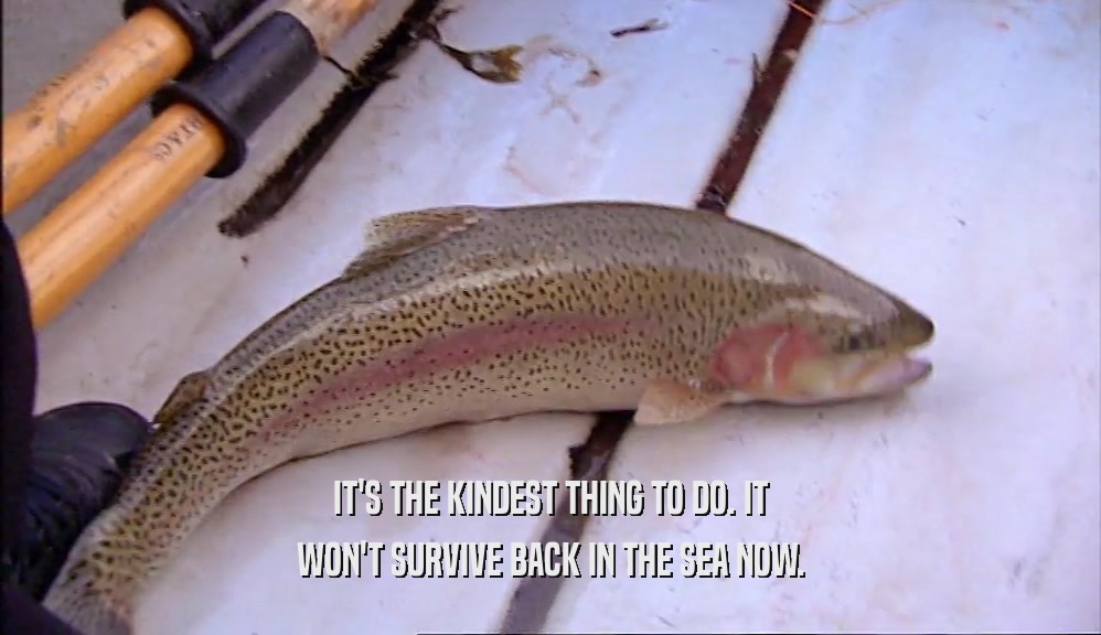 IT'S THE KINDEST THING TO DO. IT WON'T SURVIVE BACK IN THE SEA NOW. 