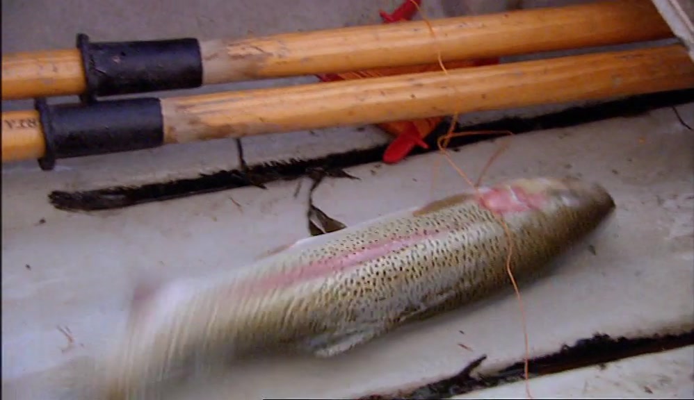 - HOW THE HELL HAS THAT HAPPENED? - IT DIDN'T HAVE ANY BAIT ON IT. 