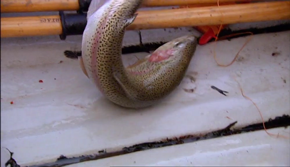 - HOW THE HELL HAS THAT HAPPENED? - IT DIDN'T HAVE ANY BAIT ON IT. 