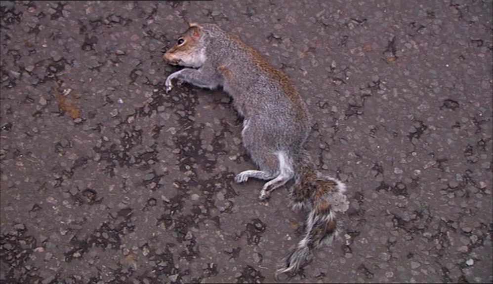 THE DEATH TOLL STOOD AT 52 FLOWERS AND ONE PISS-TAKING SQUIRREL. 