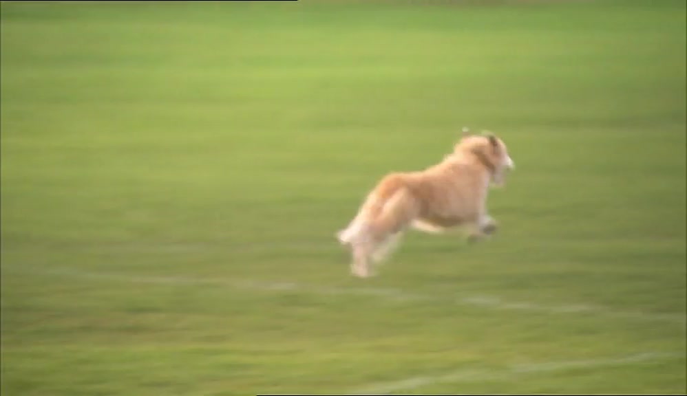HE'D TEMPORARILY LOSE BENJI, RUN HOME AND DO WHAT HE HAD TO DO, 
