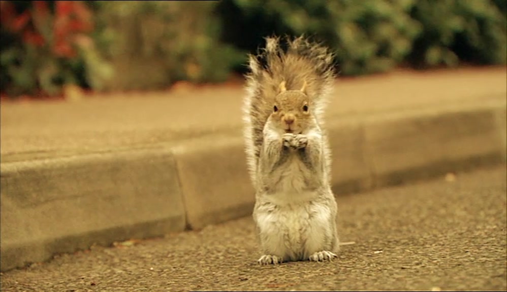I'D SQUASHED MY FIRST SQUIRREL, FOUND OUT THAT I HAD A BEAK, 