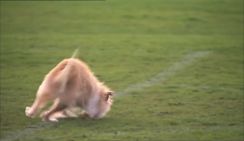 TO PUT SOME DISTANCE BETWEEN HIS SEXUAL ORGANS AND THE DOG. 