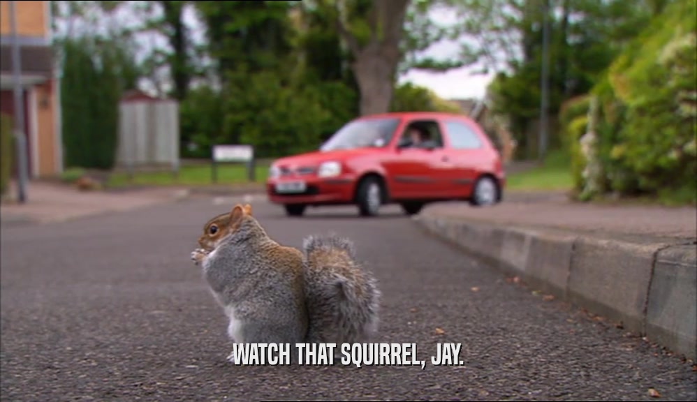 WATCH THAT SQUIRREL, JAY.
  