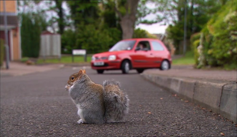 WATCH THAT SQUIRREL, JAY.  