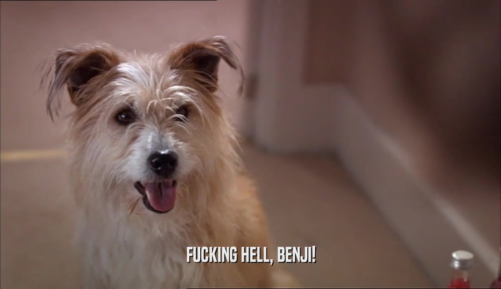 FUCKING HELL, BENJI!  