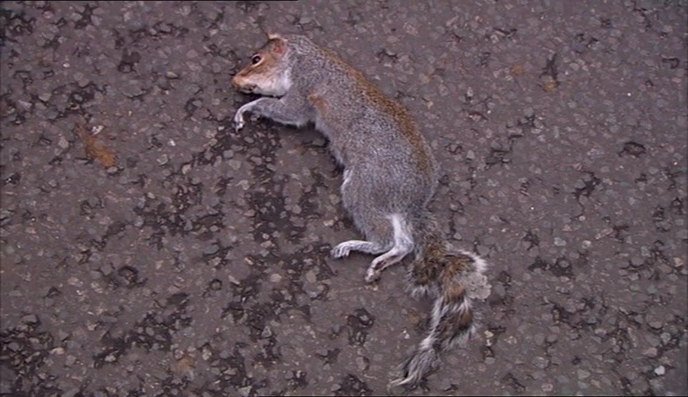 THE DEATH TOLL STOOD AT 52 FLOWERS AND ONE PISS-TAKING SQUIRREL. 