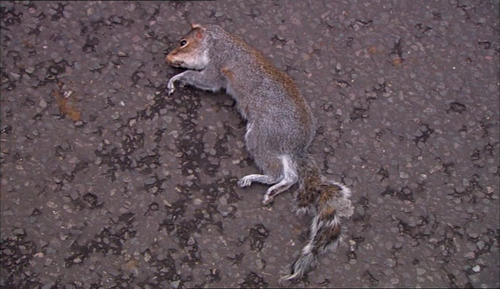 THE DEATH TOLL STOOD AT 52 FLOWERS AND ONE PISS-TAKING SQUIRREL. 