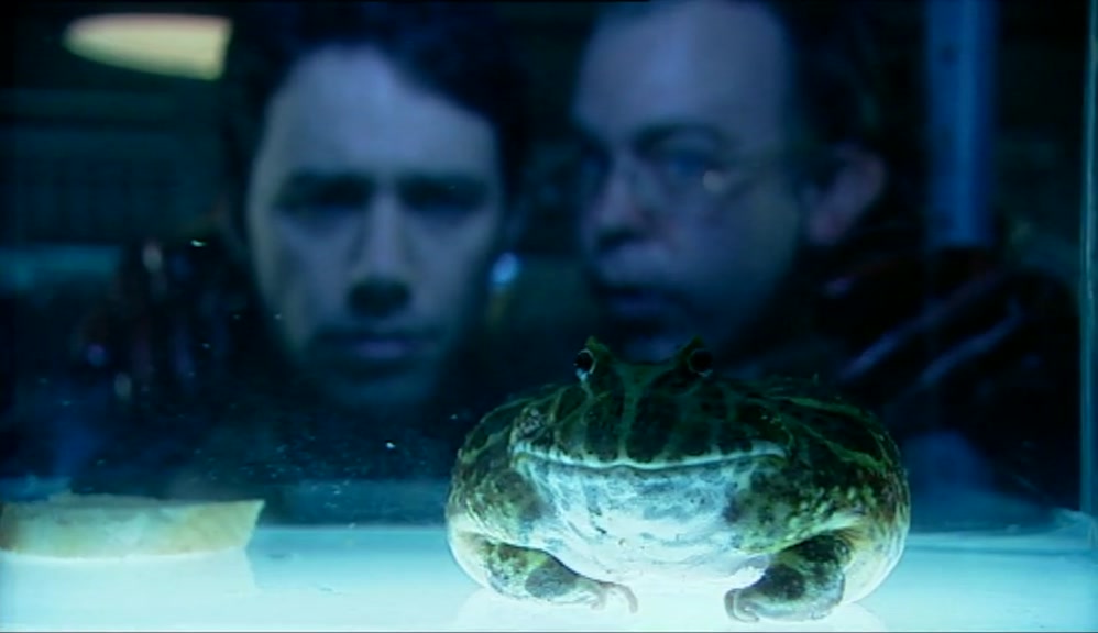 THE HORN TOAD REQUIRES ONLY THREE DROPLETS ON A SLICE OF MOIST BREAD. 