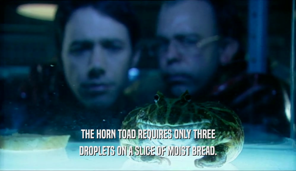 THE HORN TOAD REQUIRES ONLY THREE
 DROPLETS ON A SLICE OF MOIST BREAD.
 