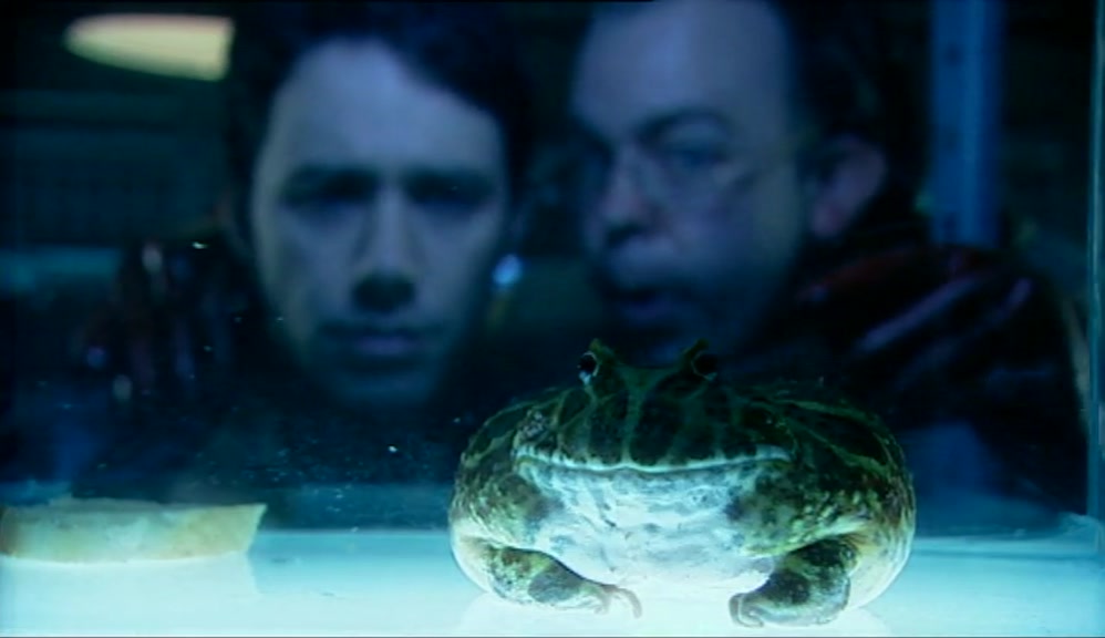 THE HORN TOAD REQUIRES ONLY THREE DROPLETS ON A SLICE OF MOIST BREAD. 