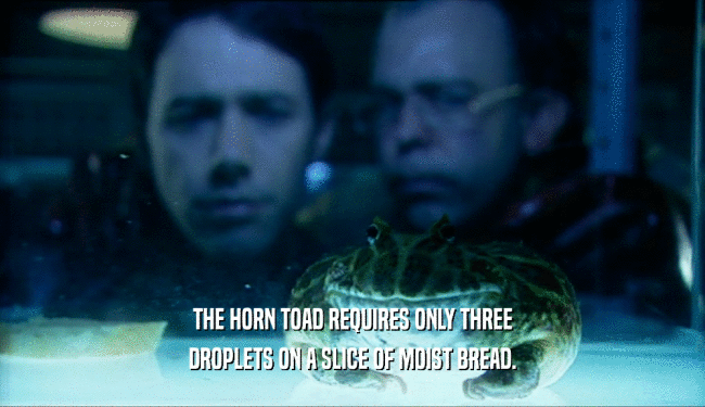 THE HORN TOAD REQUIRES ONLY THREE
 DROPLETS ON A SLICE OF MOIST BREAD.
 