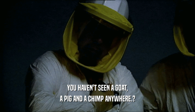 YOU HAVEN'T SEEN A GOAT, A PIG AND A CHIMP ANYWHERE.? 
