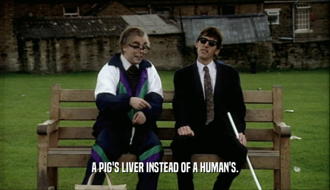 A PIG'S LIVER INSTEAD OF A HUMAN'S.  