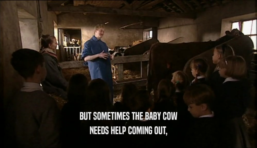 BUT SOMETIMES THE BABY COW NEEDS HELP COMING OUT, 