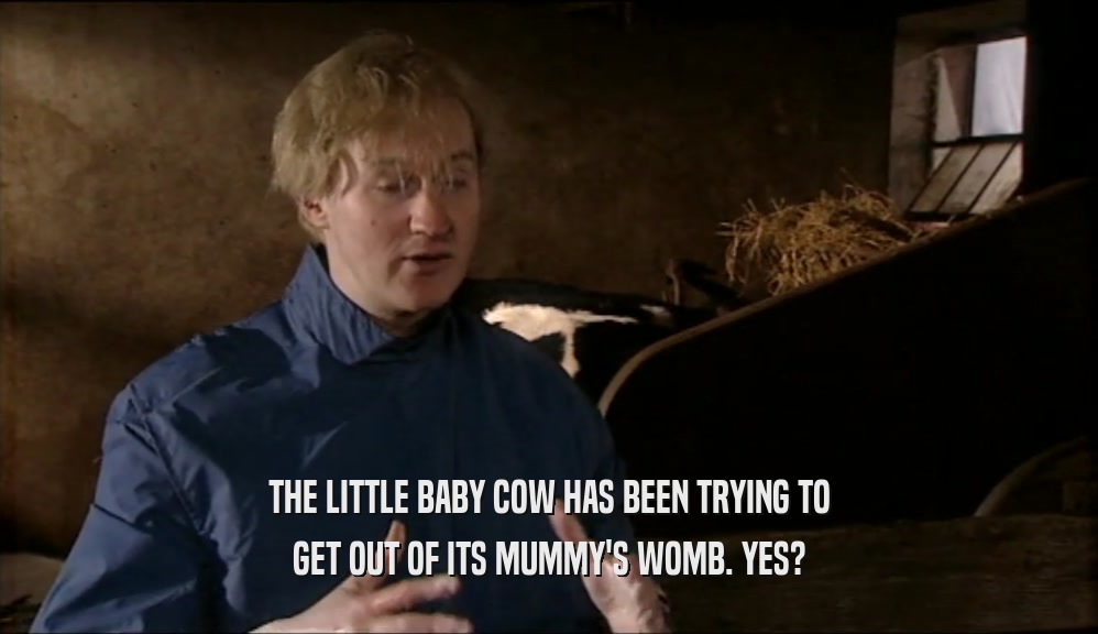 THE LITTLE BABY COW HAS BEEN TRYING TO GET OUT OF ITS MUMMY'S WOMB. YES? 