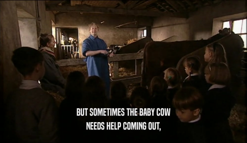 BUT SOMETIMES THE BABY COW NEEDS HELP COMING OUT, 
