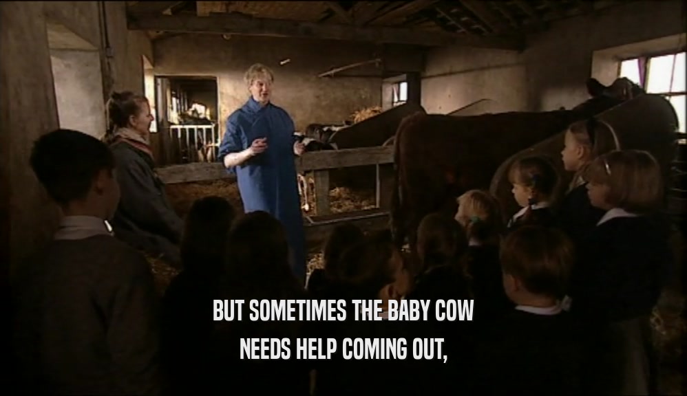 BUT SOMETIMES THE BABY COW NEEDS HELP COMING OUT, 
