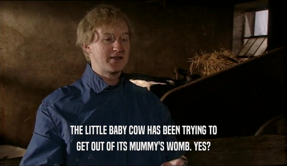THE LITTLE BABY COW HAS BEEN TRYING TO GET OUT OF ITS MUMMY'S WOMB. YES? 