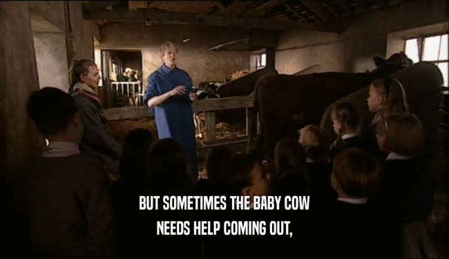 BUT SOMETIMES THE BABY COW NEEDS HELP COMING OUT, 