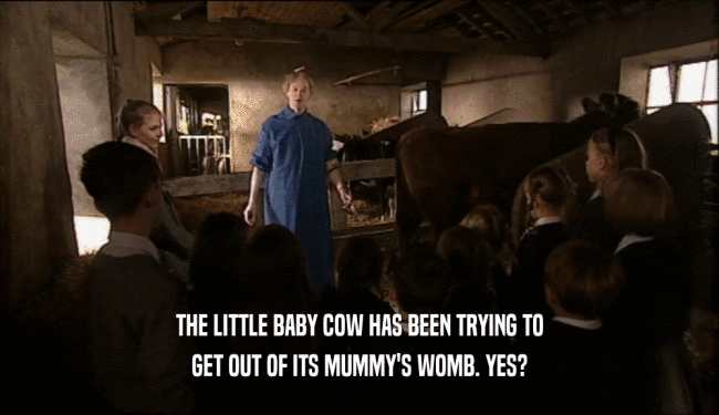 THE LITTLE BABY COW HAS BEEN TRYING TO GET OUT OF ITS MUMMY'S WOMB. YES? 