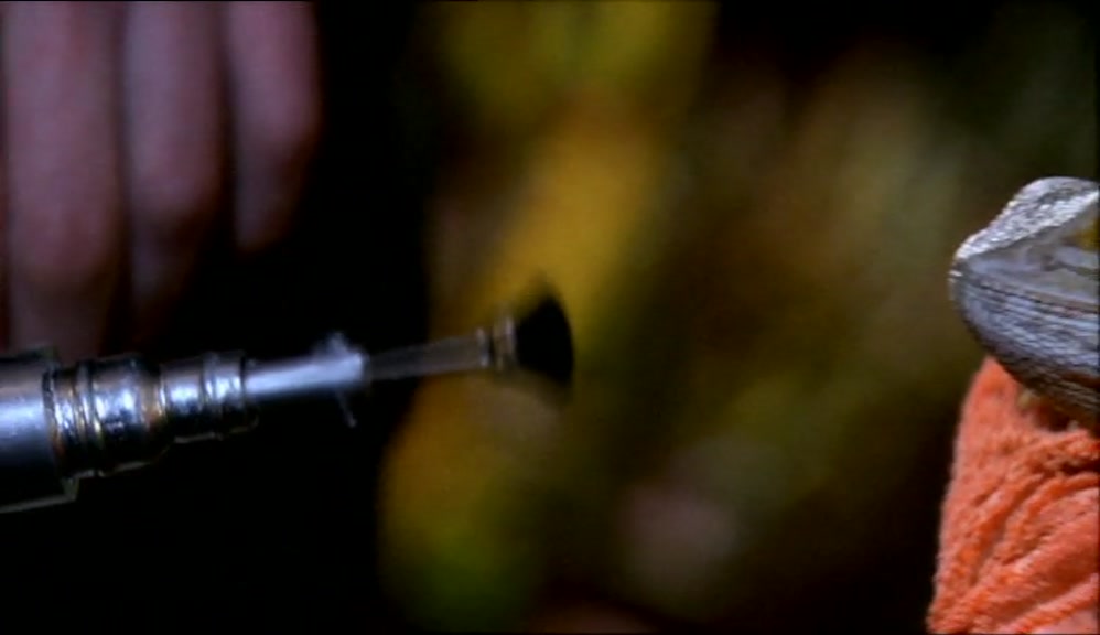 - IT DON'T HURT HIM, VET'NARY? - NO, NO, JUST A BIT ABRASIVE. 