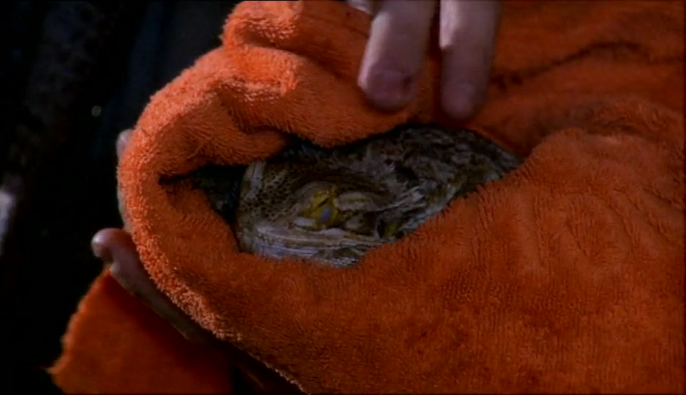 NORMALLY, HE LOVES HIS LOCUSTS BUT,  