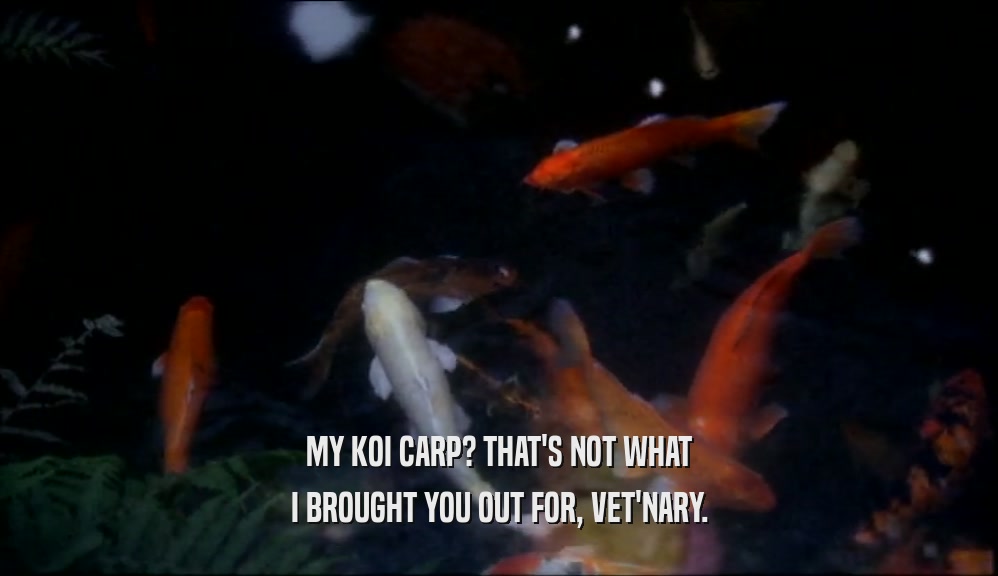 MY KOI CARP? THAT'S NOT WHAT
 I BROUGHT YOU OUT FOR, VET'NARY.
 