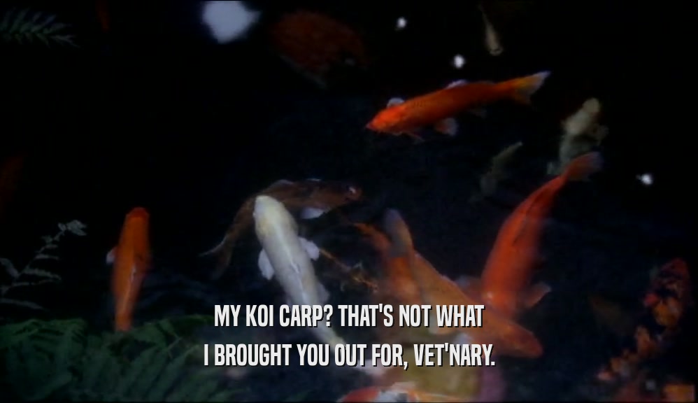 MY KOI CARP? THAT'S NOT WHAT I BROUGHT YOU OUT FOR, VET'NARY. 