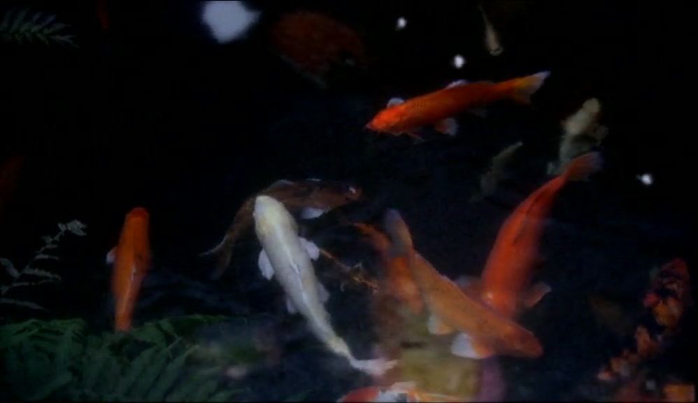 MY KOI CARP? THAT'S NOT WHAT I BROUGHT YOU OUT FOR, VET'NARY. 