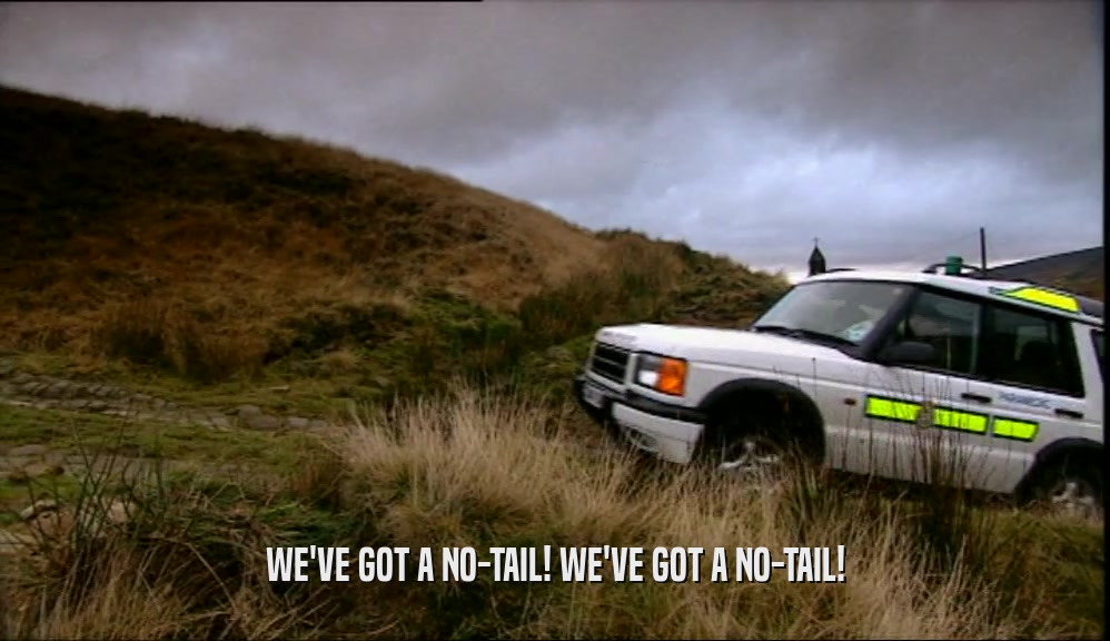 WE'VE GOT A NO-TAIL! WE'VE GOT A NO-TAIL!  