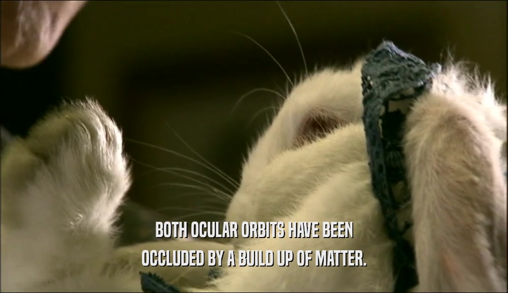 BOTH OCULAR ORBITS HAVE BEEN OCCLUDED BY A BUILD UP OF MATTER. 