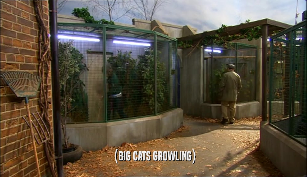 (BIG CATS GROWLING)  