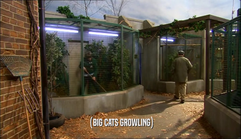 (BIG CATS GROWLING)  