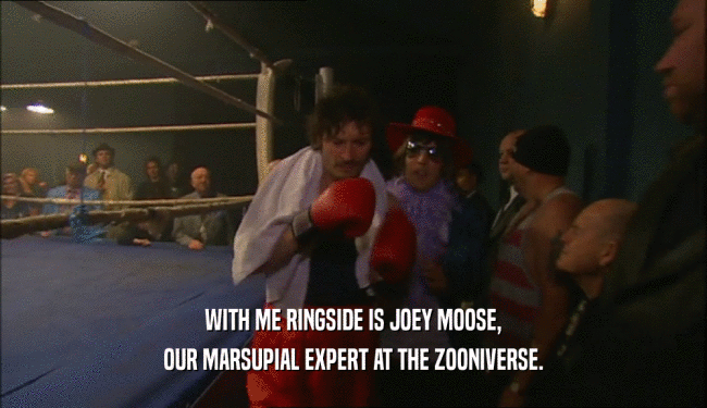 WITH ME RINGSIDE IS JOEY MOOSE,
 OUR MARSUPIAL EXPERT AT THE ZOONIVERSE.
 