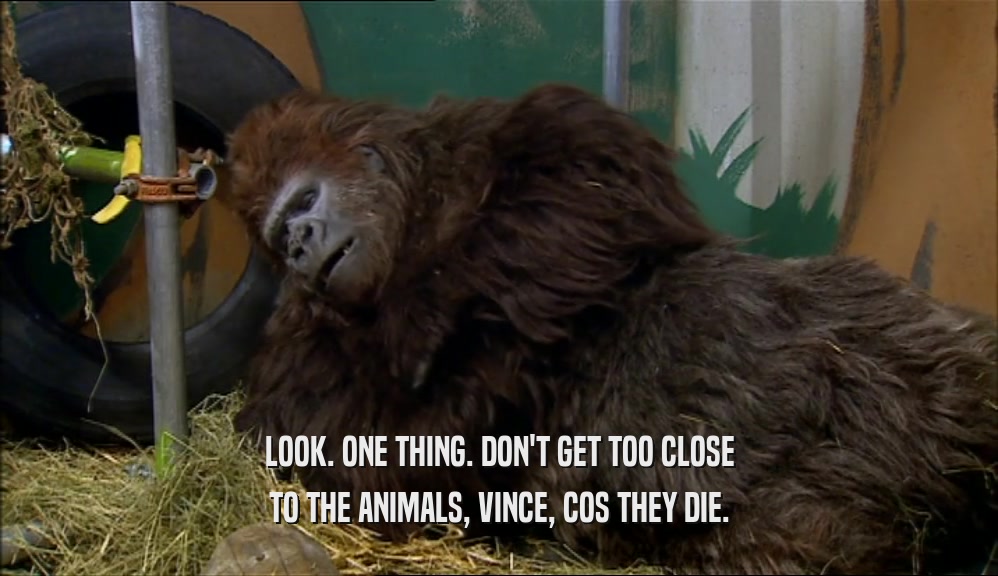 LOOK. ONE THING. DON'T GET TOO CLOSE TO THE ANIMALS, VINCE, COS THEY DIE. 