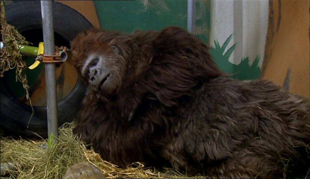 LOOK. ONE THING. DON'T GET TOO CLOSE TO THE ANIMALS, VINCE, COS THEY DIE. 
