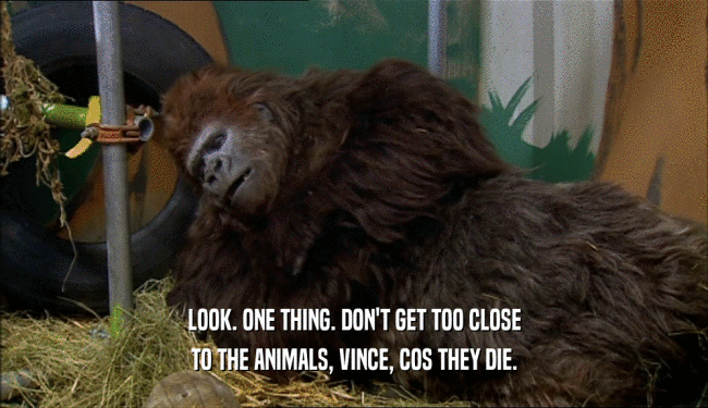 LOOK. ONE THING. DON'T GET TOO CLOSE TO THE ANIMALS, VINCE, COS THEY DIE. 