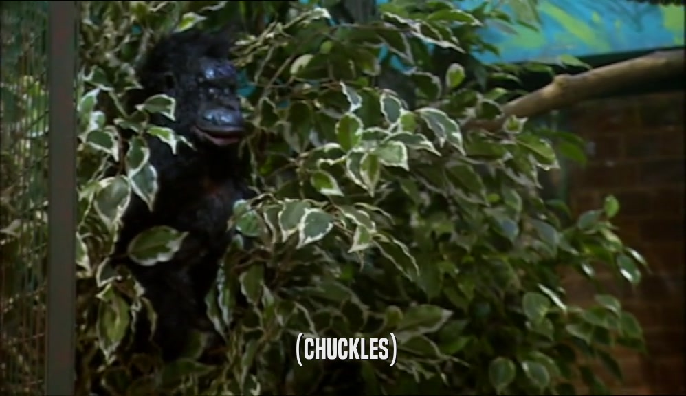 (CHUCKLES)  