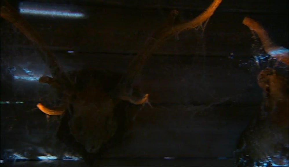 WOOW, CHECK THESE OUT! A TRUE HUNTERS CABIN, EH?  
