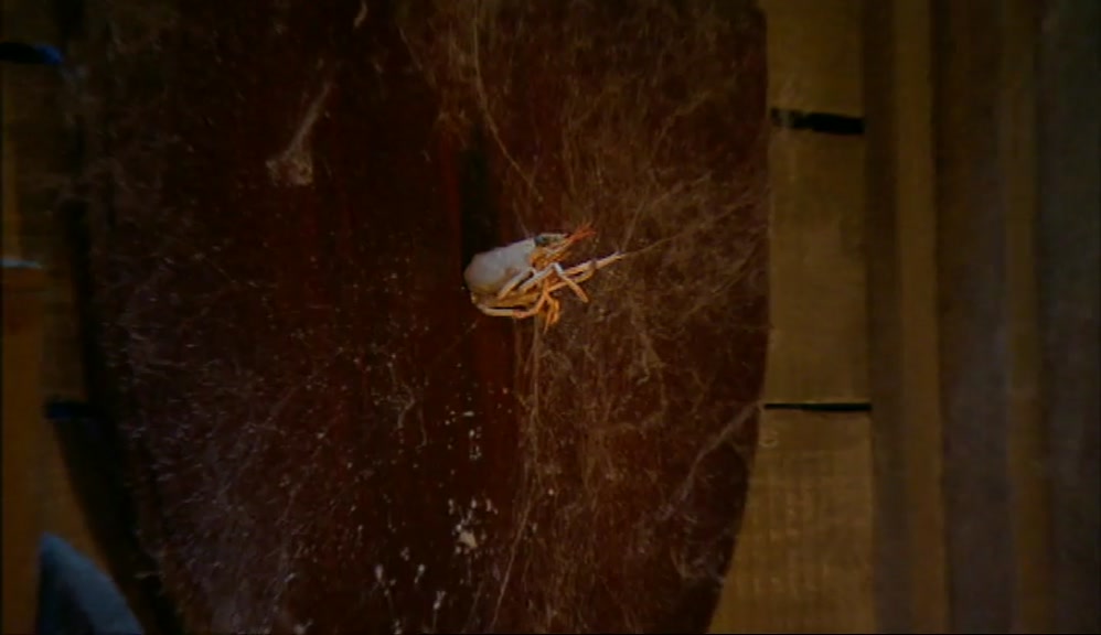 I KILLED THAT ONE. I KILLED THAT ONE! I... KILLED THAT ONE. 