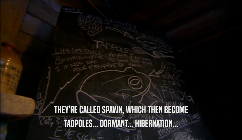 THEY'RE CALLED SPAWN, WHICH THEN BECOME
 TADPOLES... DORMANT... HIBERNATION...
 