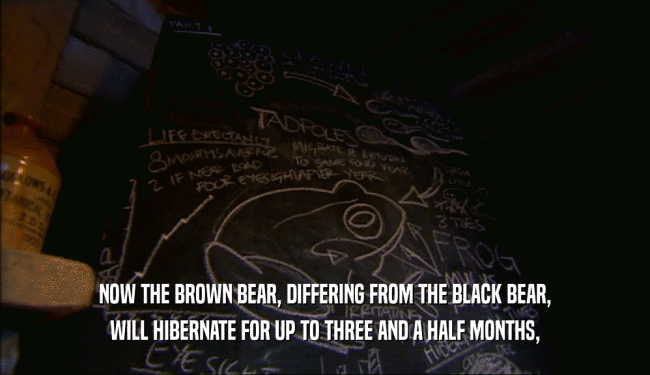 NOW THE BROWN BEAR, DIFFERING FROM THE BLACK BEAR,
 WILL HIBERNATE FOR UP TO THREE AND A HALF MONTHS,
 